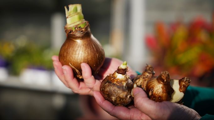 Get It Growing: Plant flowering bulbs now so they bloom for Christmas 
